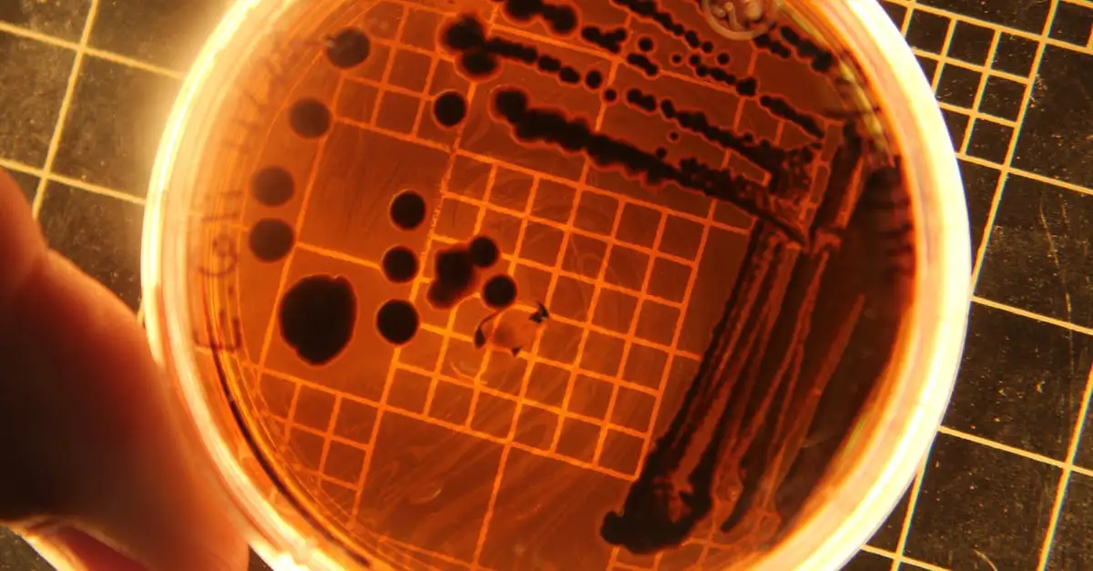 Salmonella en zwangerschap: risico's en preventie