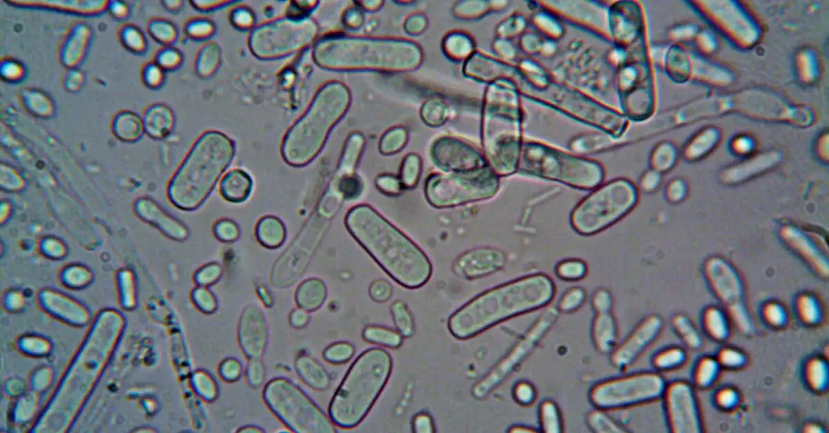 Gbs bacterie in zwangerschap: oorzaken en risico's