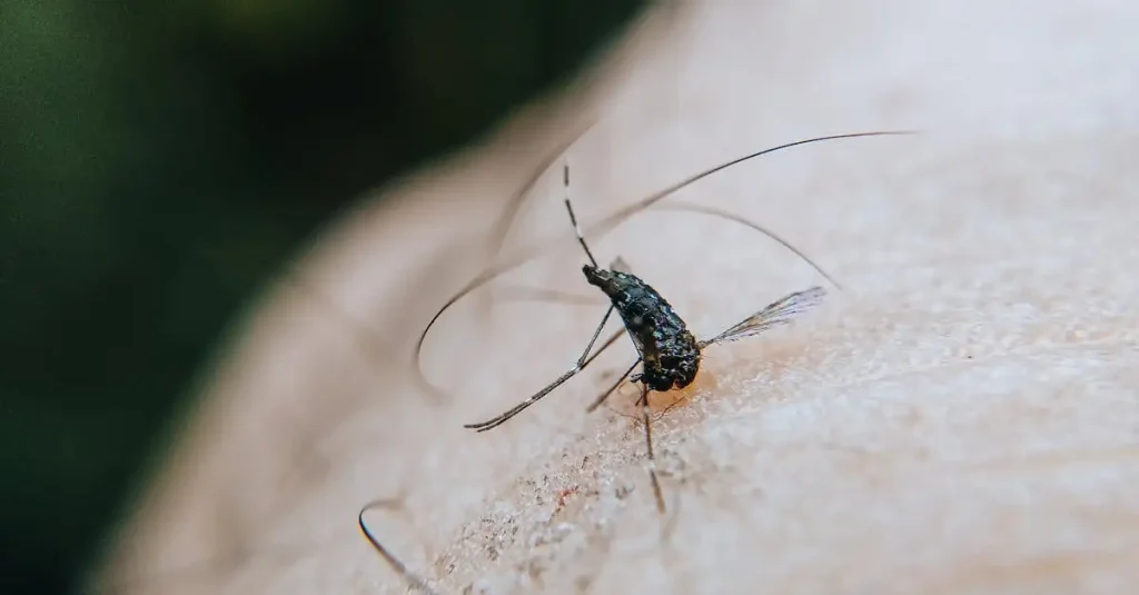 Zika virus en zwangerschap: risico's en preventie