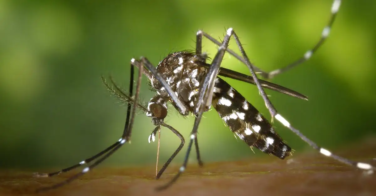 Zika virus en zwangerschap: risico's en preventie