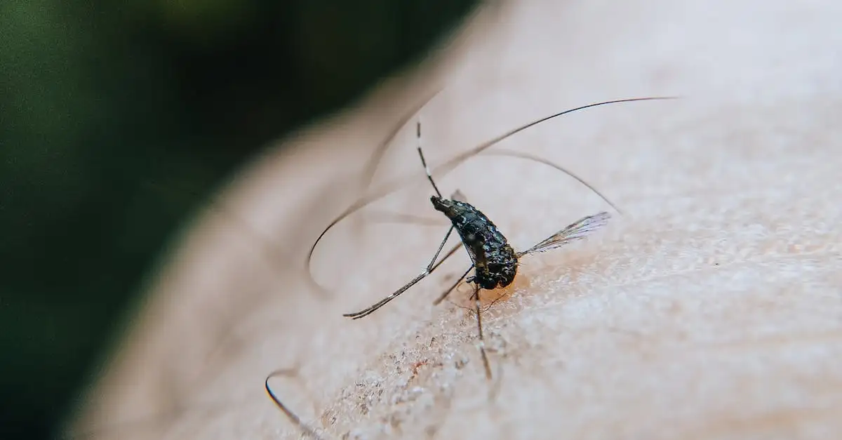 Zika virus en zwangerschap: risico's en preventie